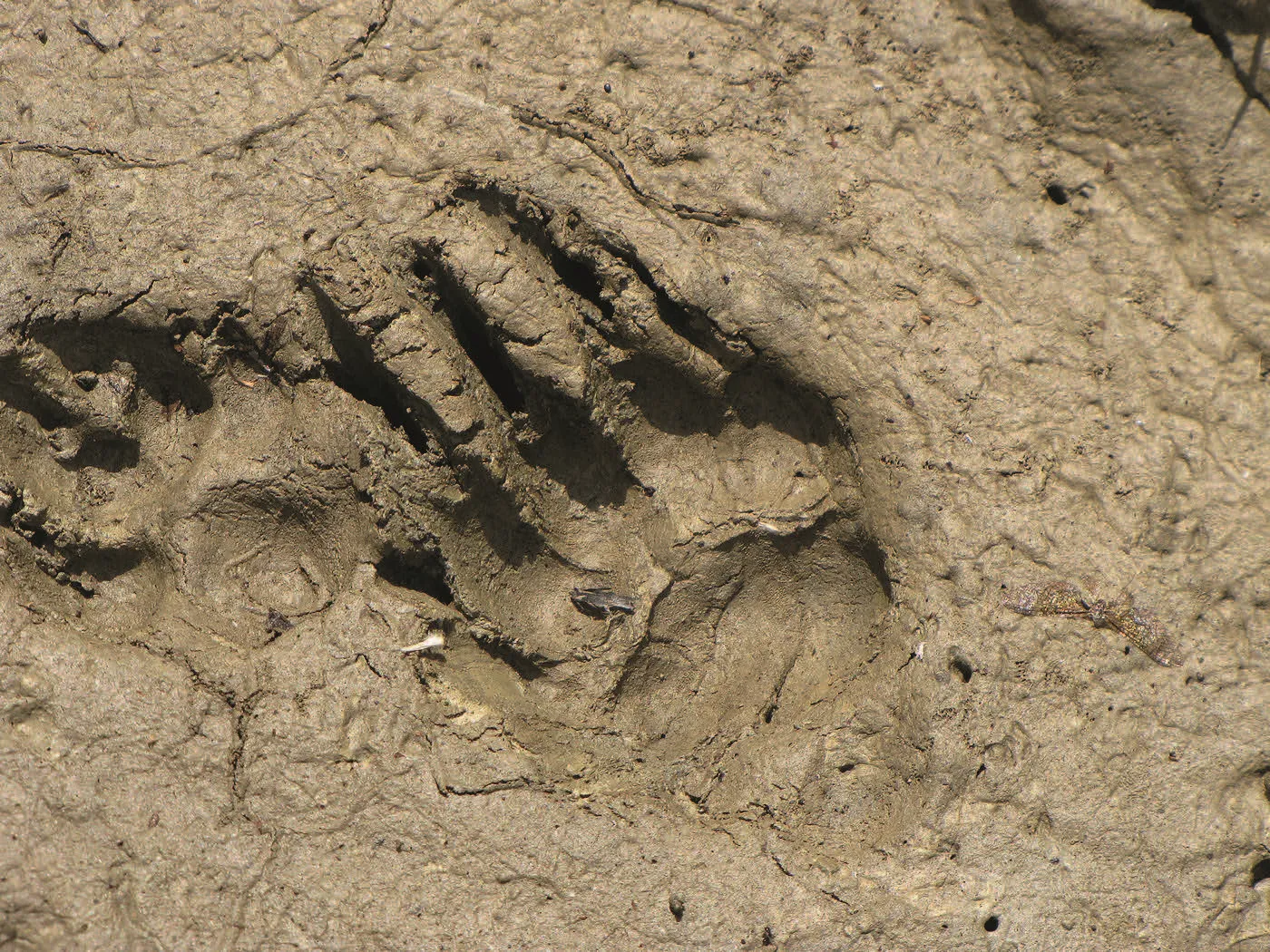 118o_Geiger-et-al_Dachs_9783258084381(c)_Wikicommons_Ivan_Medenica_CC_BY-SA_4.0
